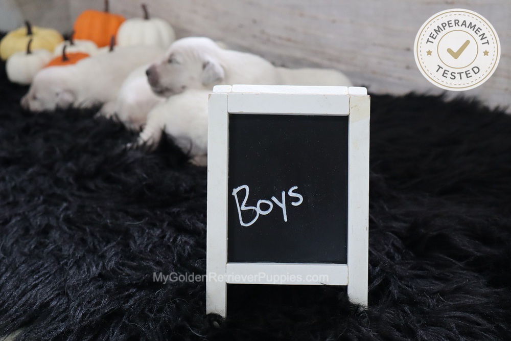 Personality Tested π Sept 18 Image of Personality Tested π Sept 18, a Golden Retriever puppy