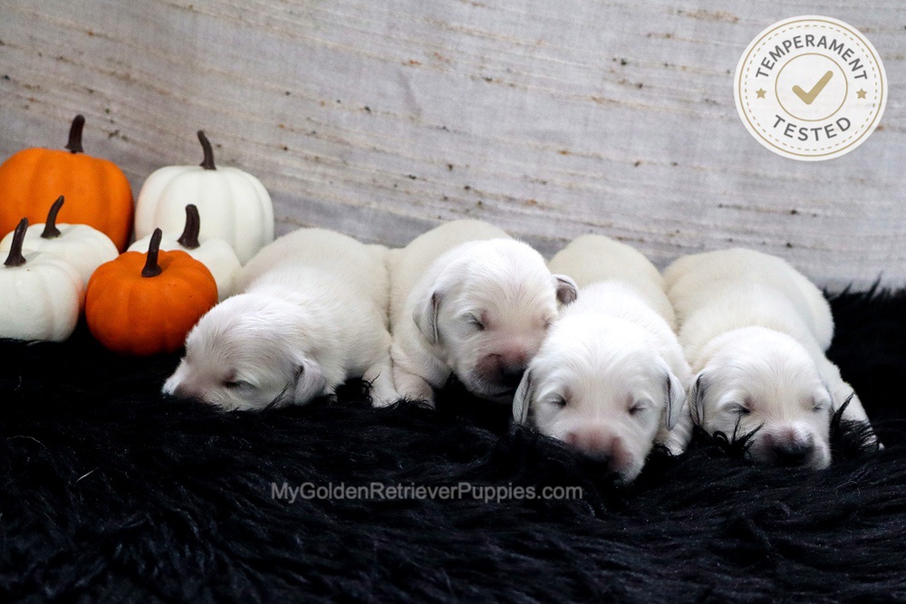 Personality Tested π Sept 18 Image of Personality Tested π Sept 18, a Golden Retriever puppy