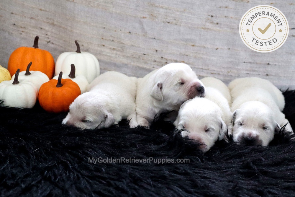 Personality Tested π Sept 18 Image of Personality Tested π Sept 18, a Golden Retriever puppy