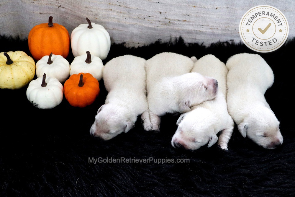 Personality Tested π Sept 18 Image of Personality Tested π Sept 18, a Golden Retriever puppy