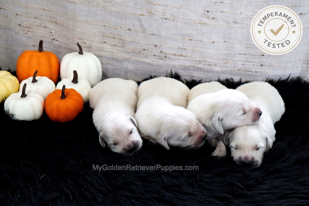 Personality Tested π Sept 18 Image of Personality Tested π Sept 18, a Golden Retriever puppy