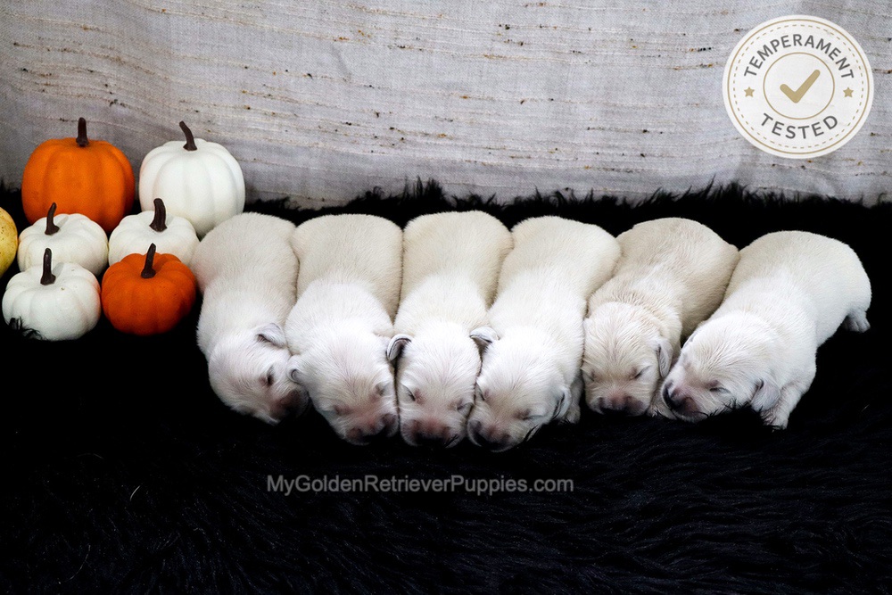 Personality Tested π Sept 18 Image of Personality Tested π Sept 18, a Golden Retriever puppy