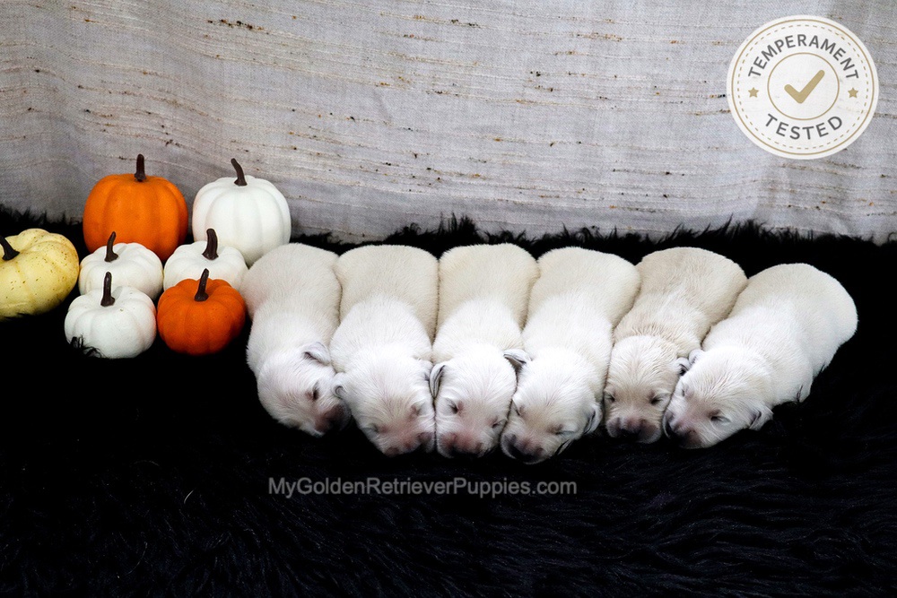 Personality Tested π Sept 18 Image of Personality Tested π Sept 18, a Golden Retriever puppy