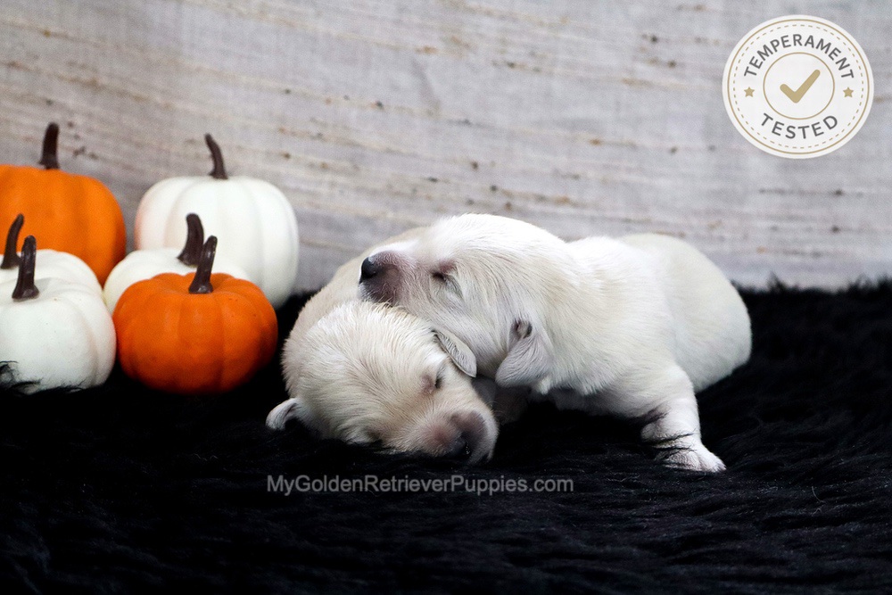 Personality Tested π Sept 18 Image of Personality Tested π Sept 18, a Golden Retriever puppy
