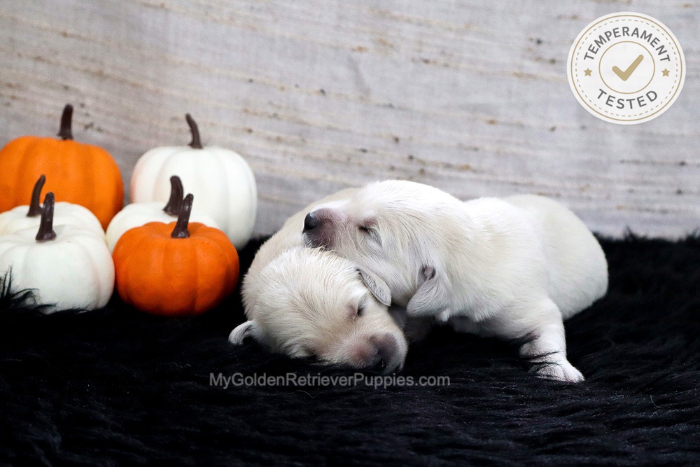 Personality Tested π Sept 18 Image of Personality Tested π Sept 18, a Golden Retriever puppy