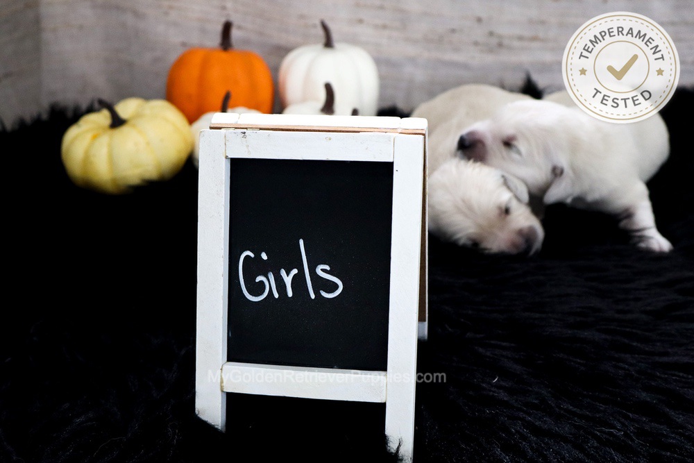 Personality Tested π Sept 18 Image of Personality Tested π Sept 18, a Golden Retriever puppy