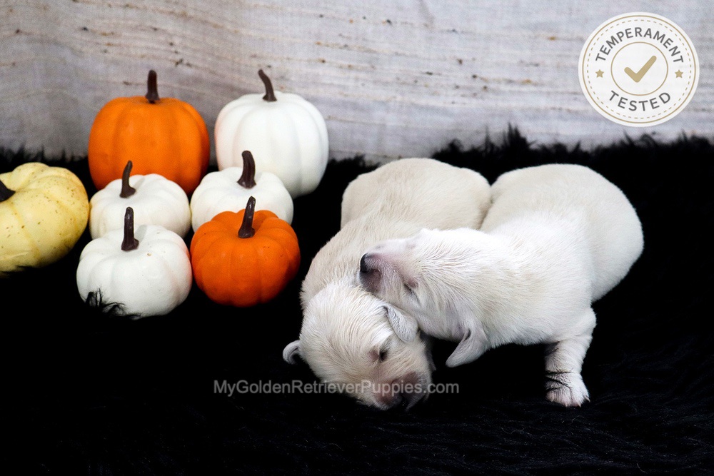 Personality Tested π Sept 18 Image of Personality Tested π Sept 18, a Golden Retriever puppy