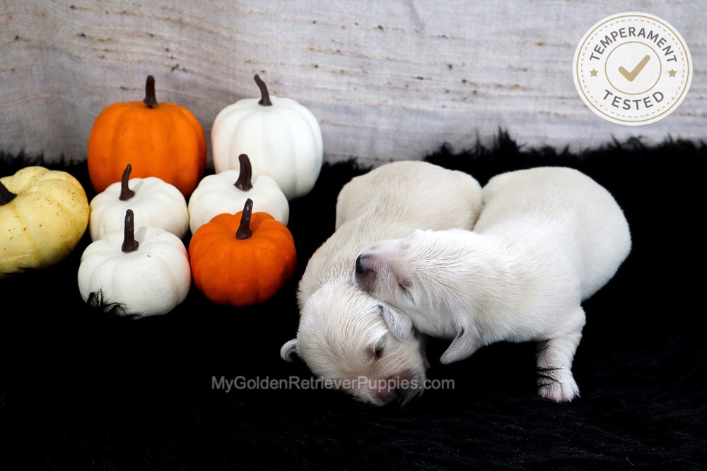 Personality Tested π Sept 18 Image of Personality Tested π Sept 18, a Golden Retriever puppy
