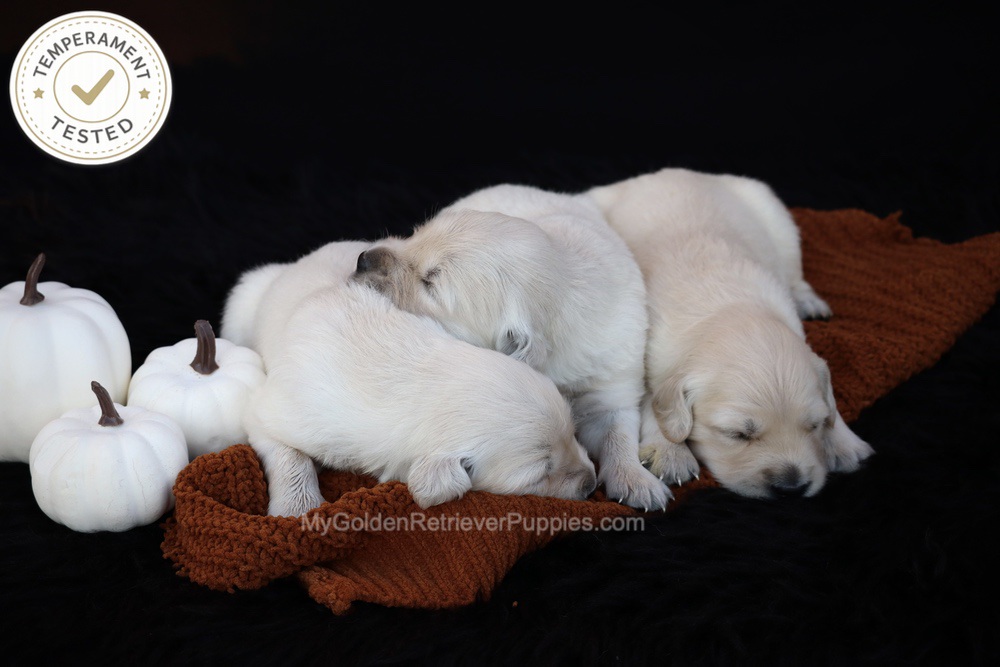 Personality Tested ๐ Oct 1 Image of Personality Tested ๐ Oct 1, a Golden Retriever puppy