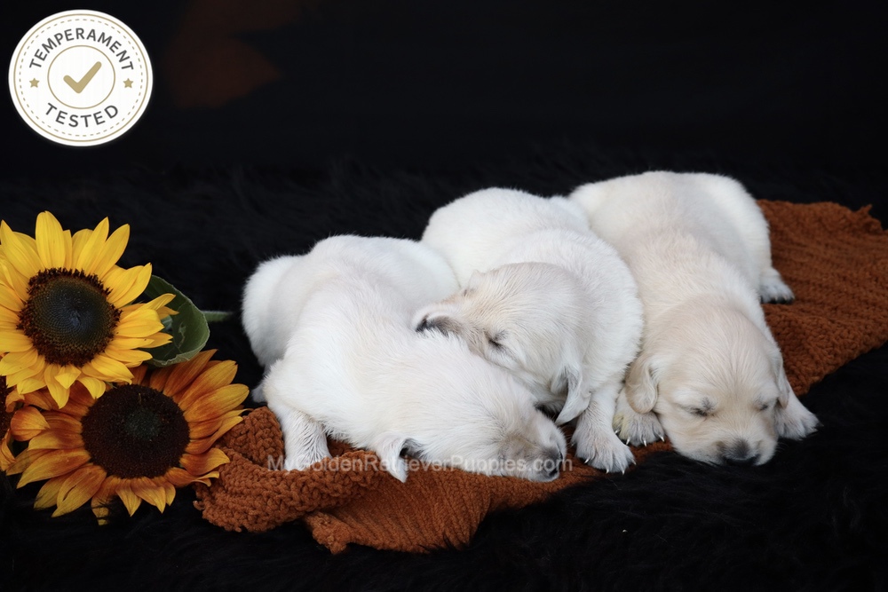 Personality Tested ๐ Oct 1 Image of Personality Tested ๐ Oct 1, a Golden Retriever puppy