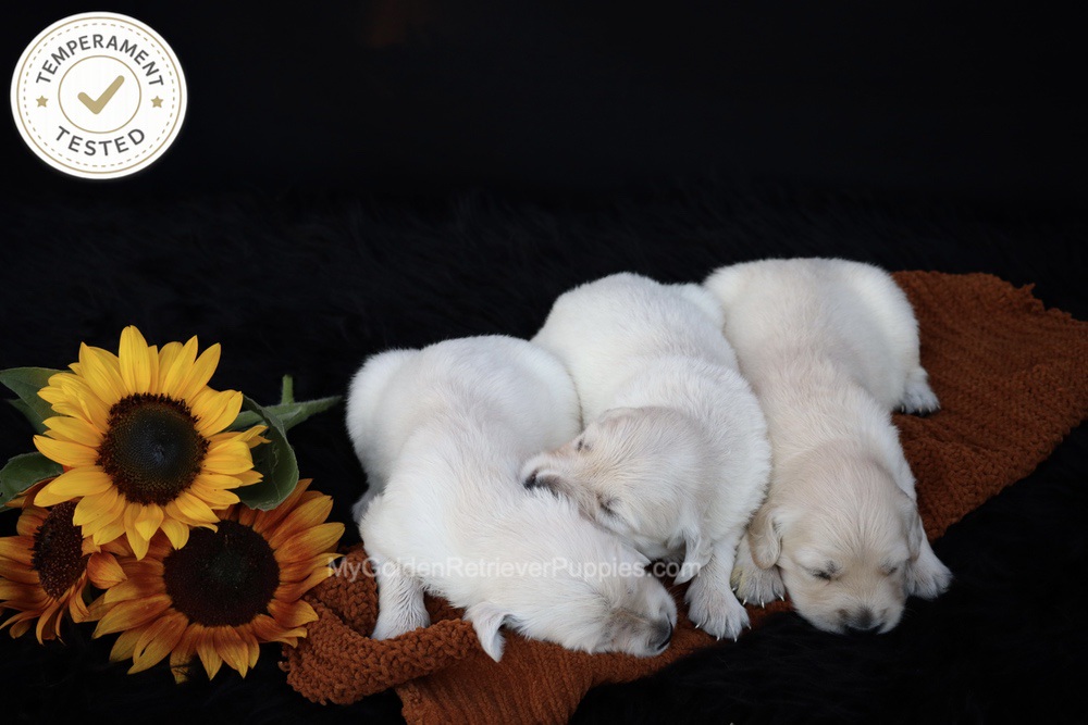 Personality Tested ๐ Oct 1 Image of Personality Tested ๐ Oct 1, a Golden Retriever puppy