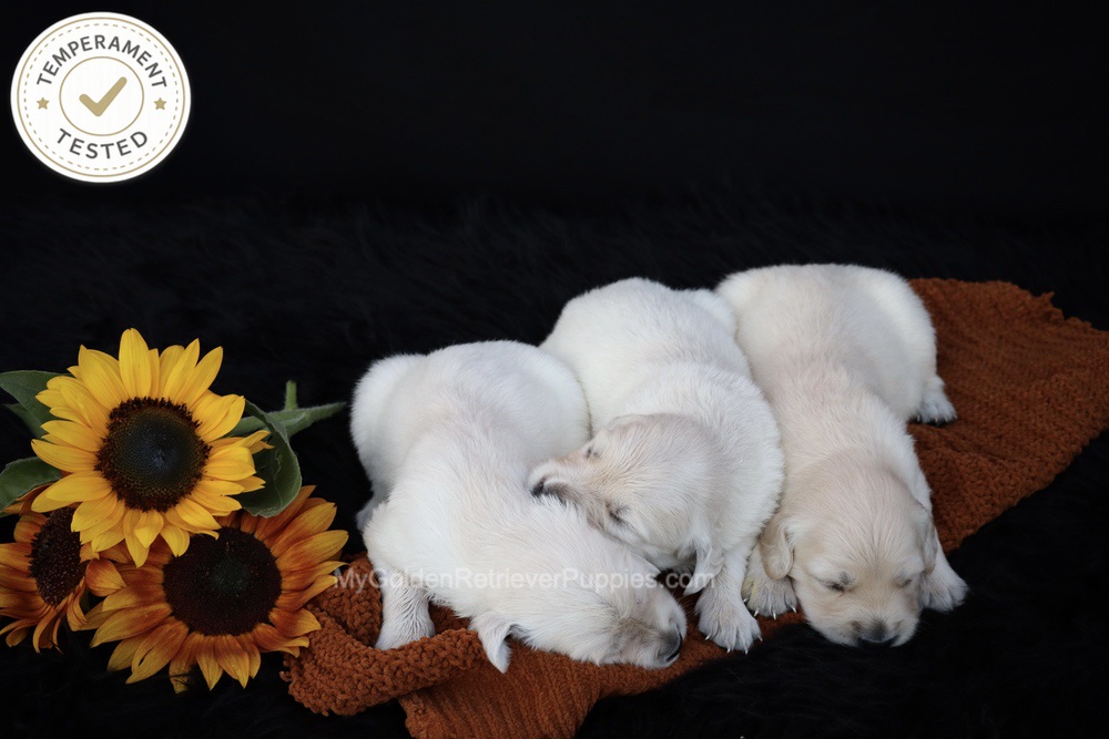 Personality Tested ๐ Oct 1 Image of Personality Tested ๐ Oct 1, a Golden Retriever puppy