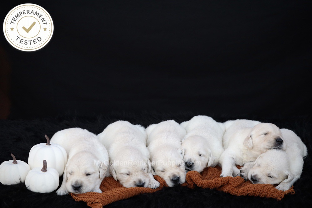 Personality Tested ๐ Oct 1 Image of Personality Tested ๐ Oct 1, a Golden Retriever puppy