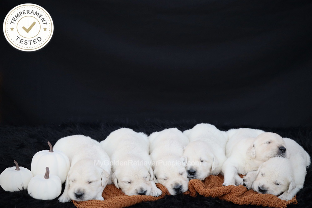 Personality Tested ๐ Oct 1 Image of Personality Tested ๐ Oct 1, a Golden Retriever puppy