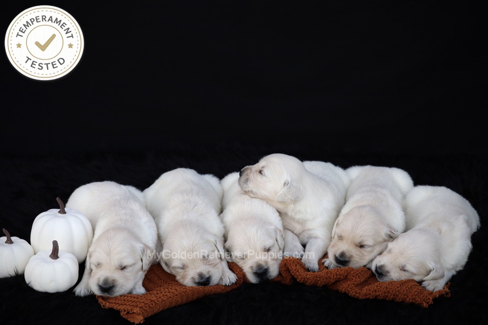 Personality Tested ๐ Oct 1 Image of Personality Tested ๐ Oct 1, a Golden Retriever puppy