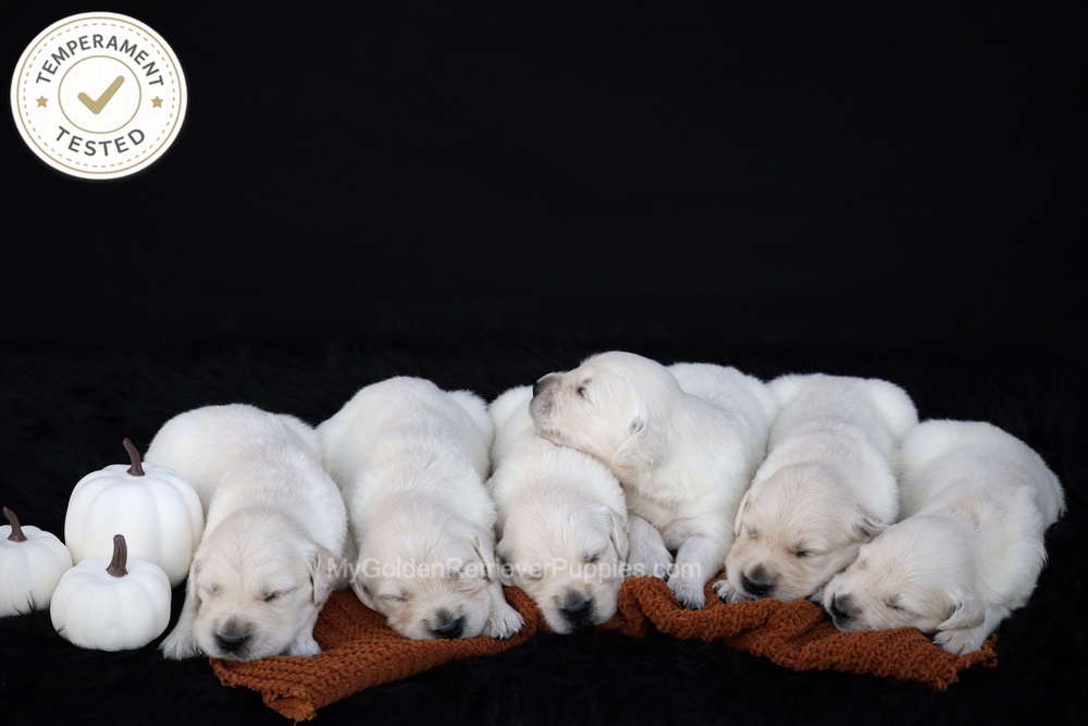 Personality Tested ๐ Oct 1 Image of Personality Tested ๐ Oct 1, a Golden Retriever puppy