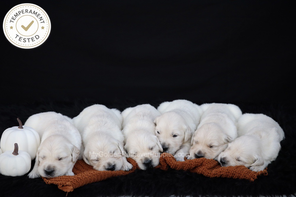 Personality Tested ๐ Oct 1 Image of Personality Tested ๐ Oct 1, a Golden Retriever puppy