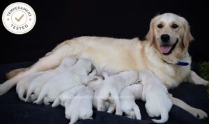 Image of Personality Tested 🍂 Oct 1, a Golden Retriever puppy
