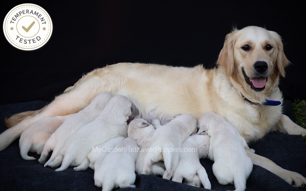 Personality Tested ๐ Oct 1 Image of Personality Tested ๐ Oct 1, a Golden Retriever puppy