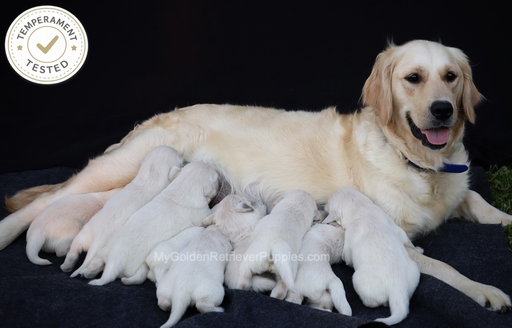 Personality Tested ๐ Oct 1 Image of Personality Tested ๐ Oct 1, a Golden Retriever puppy