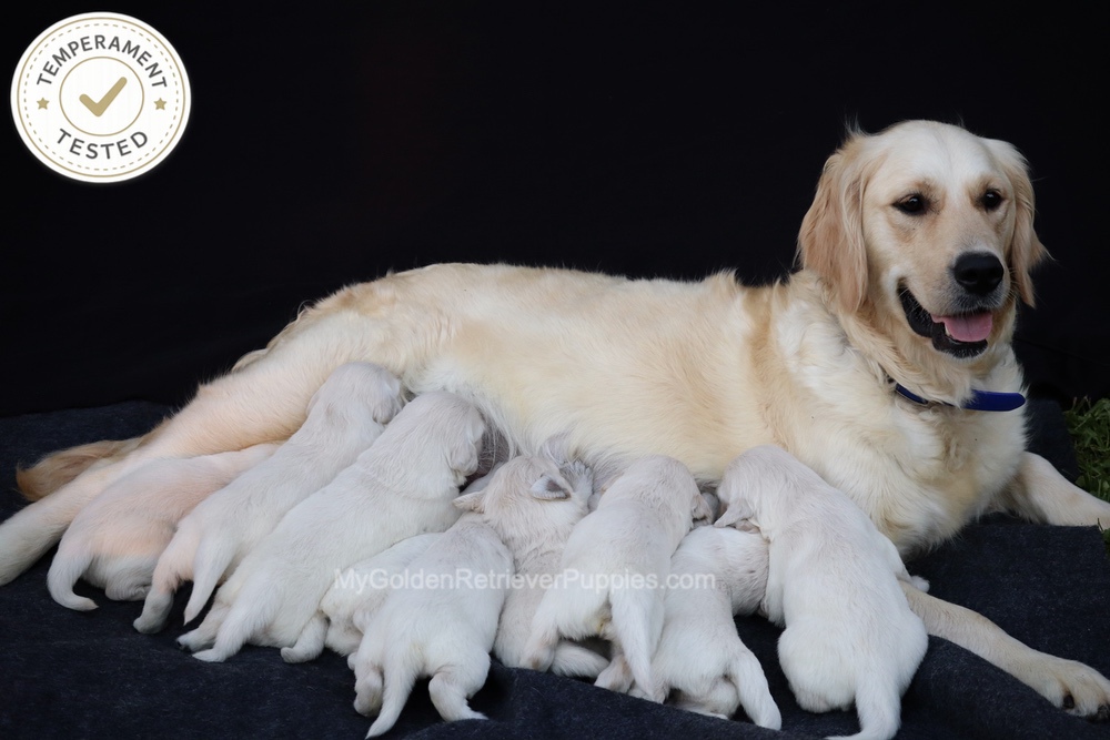Personality Tested ๐ Oct 1 Image of Personality Tested ๐ Oct 1, a Golden Retriever puppy