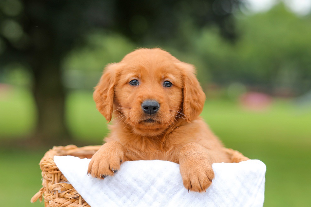 Ike Image of Ike, a Golden Retriever puppy