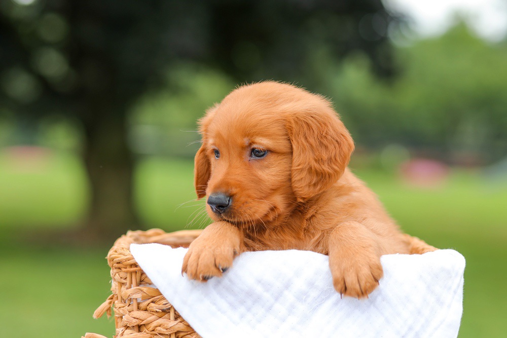 Ike Image of Ike, a Golden Retriever puppy