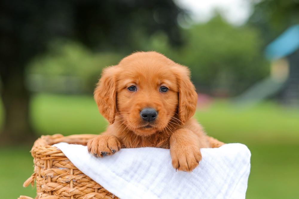 Ike Image of Ike, a Golden Retriever puppy