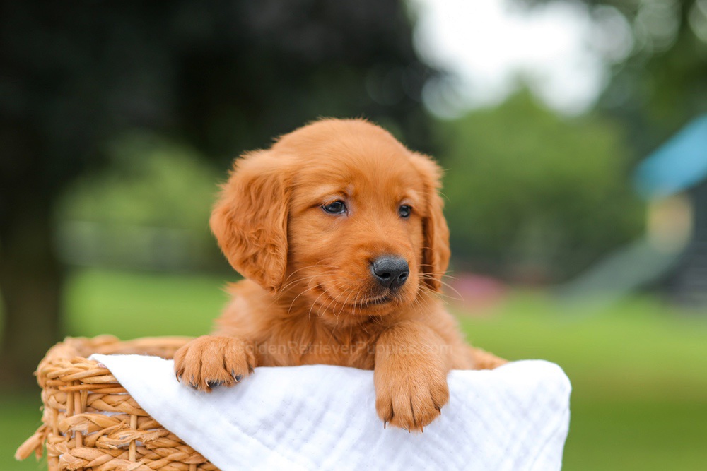 Ike Image of Ike, a Golden Retriever puppy