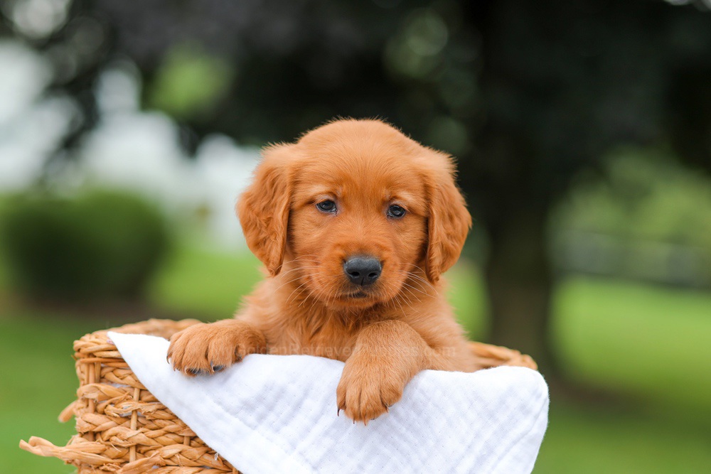 Ike Image of Ike, a Golden Retriever puppy