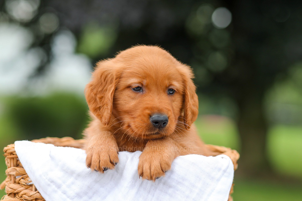Ike Image of Ike, a Golden Retriever puppy