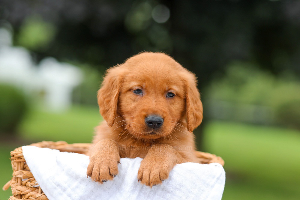 Ike Image of Ike, a Golden Retriever puppy
