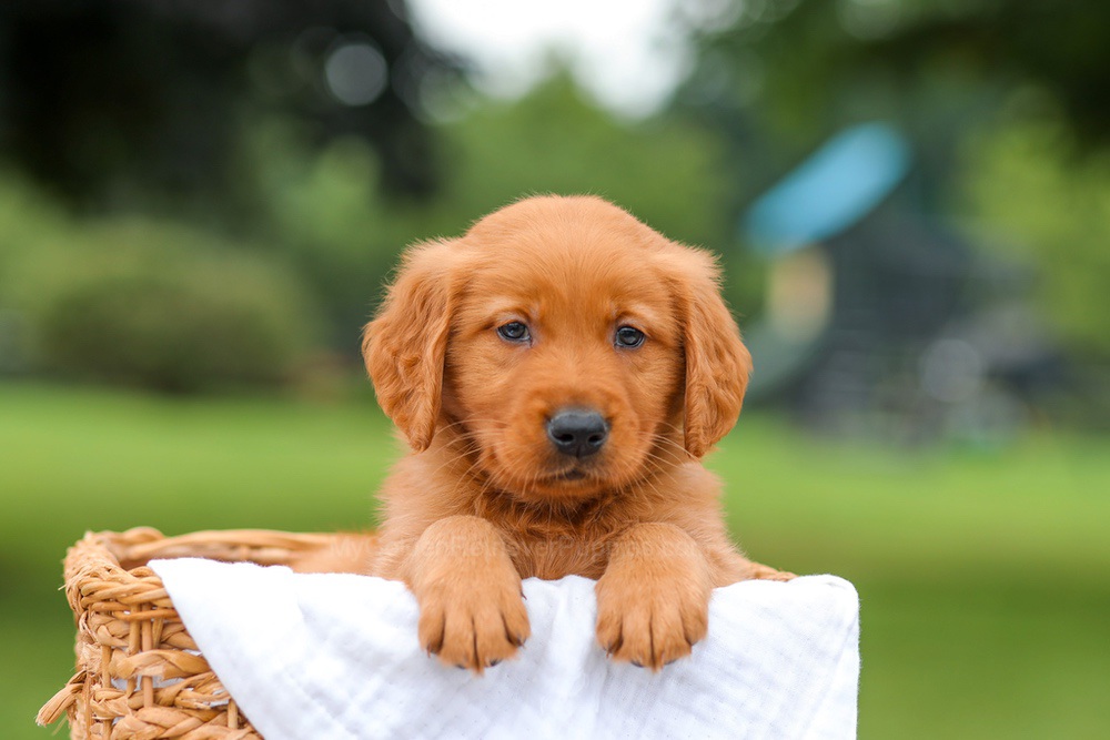 Ike Image of Ike, a Golden Retriever puppy