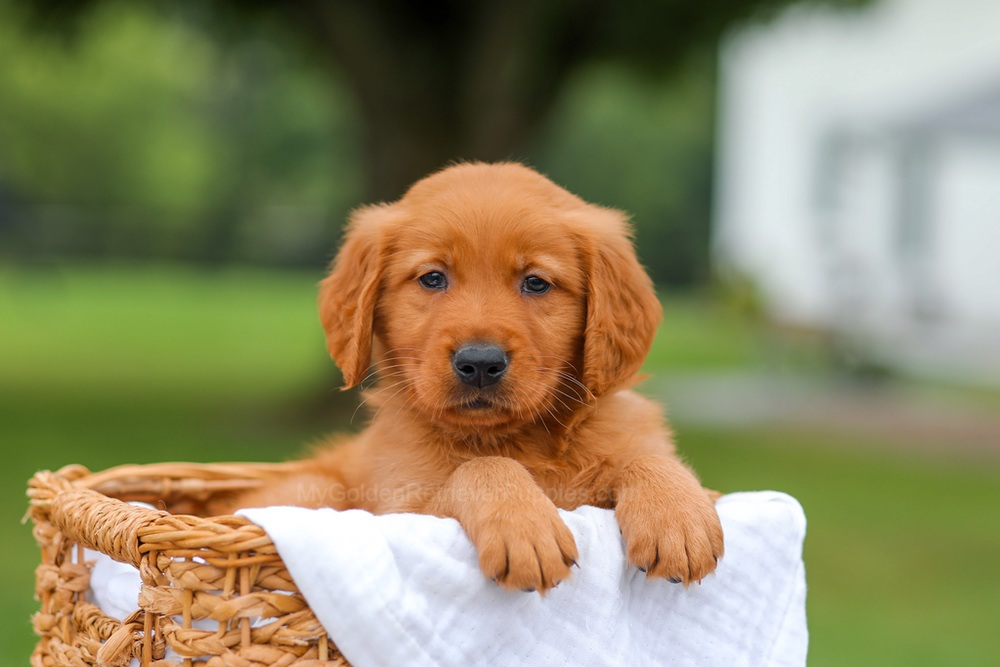 Ike Image of Ike, a Golden Retriever puppy