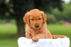 Image of Ivy, a Golden Retriever puppy