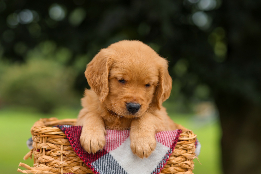 Jade Image of Jade, a Golden Retriever puppy