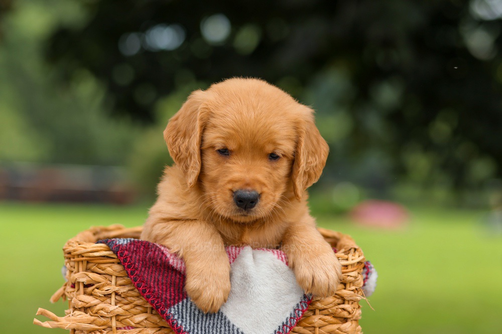 Jade Image of Jade, a Golden Retriever puppy