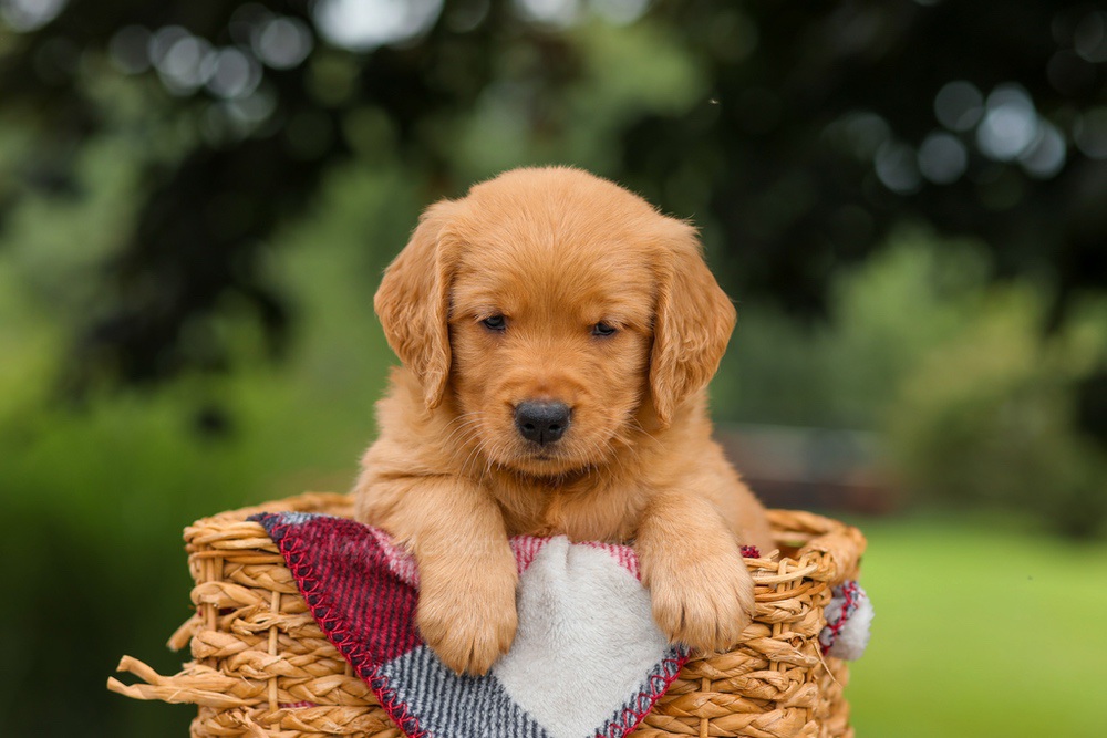 Jade Image of Jade, a Golden Retriever puppy