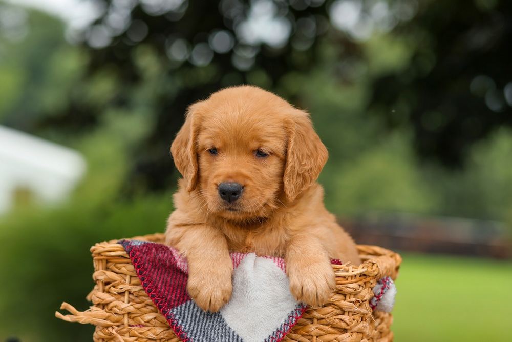 Jade Image of Jade, a Golden Retriever puppy