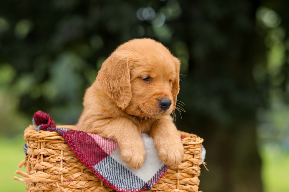 Jade Image of Jade, a Golden Retriever puppy