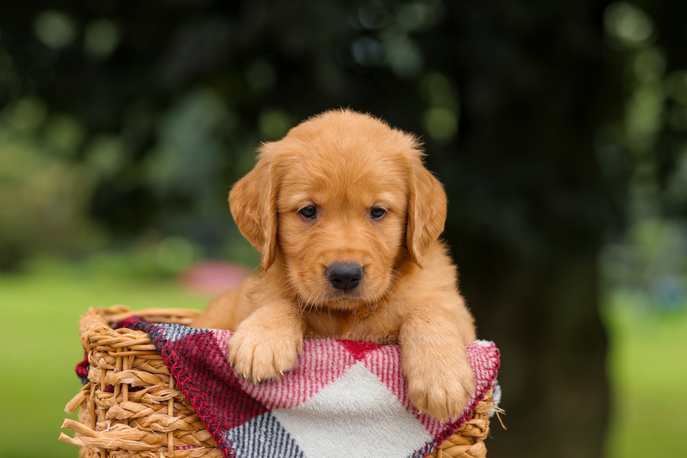 Jake Image of Jake, a Golden Retriever puppy