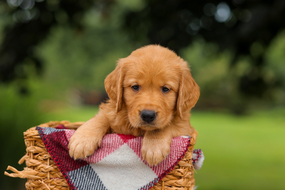 Jake Image of Jake, a Golden Retriever puppy