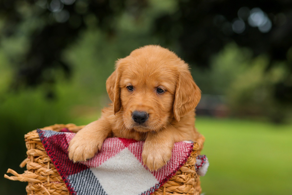 Jake Image of Jake, a Golden Retriever puppy