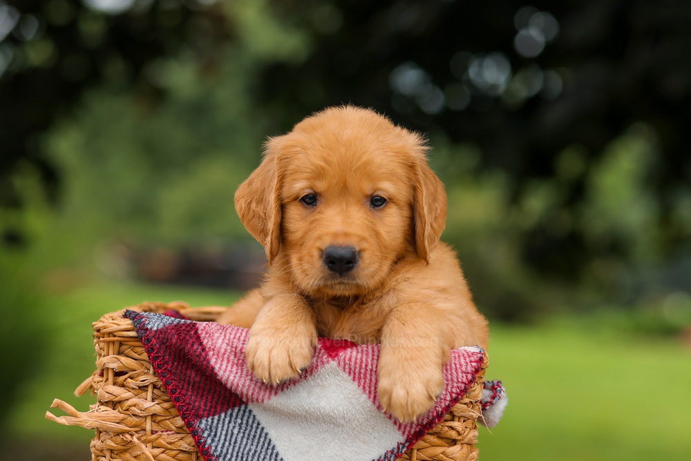 Jake Image of Jake, a Golden Retriever puppy