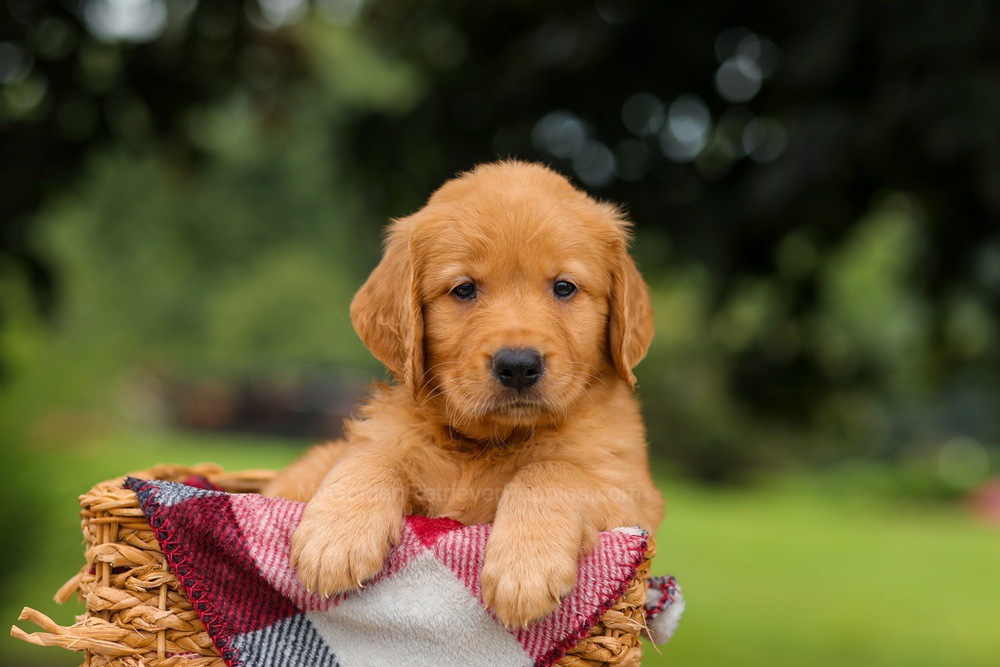 Jake Image of Jake, a Golden Retriever puppy