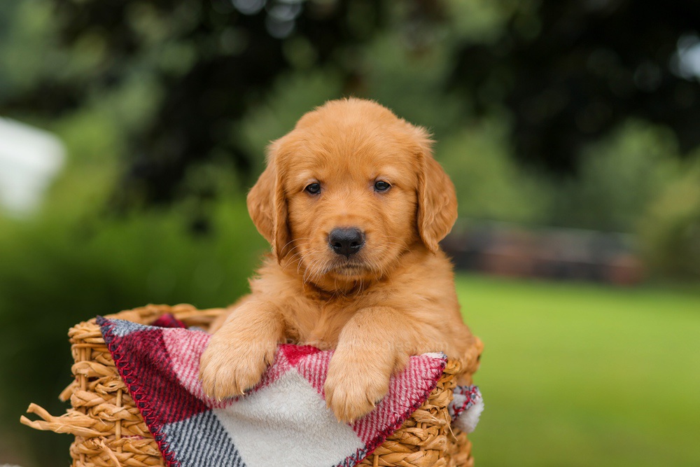 Jake Image of Jake, a Golden Retriever puppy