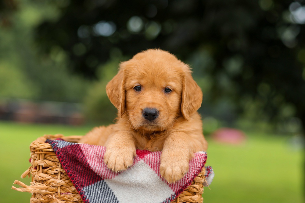 Jake Image of Jake, a Golden Retriever puppy