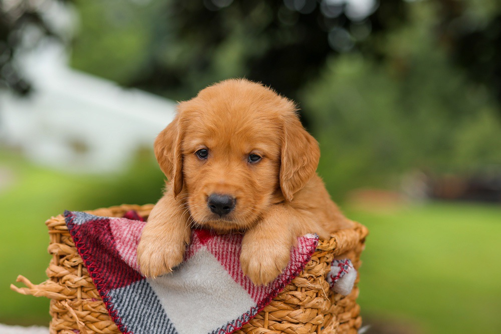Jake Image of Jake, a Golden Retriever puppy