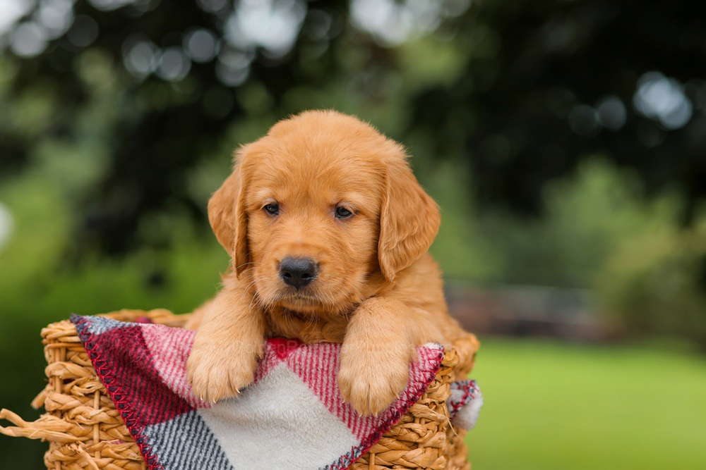 Jake Image of Jake, a Golden Retriever puppy