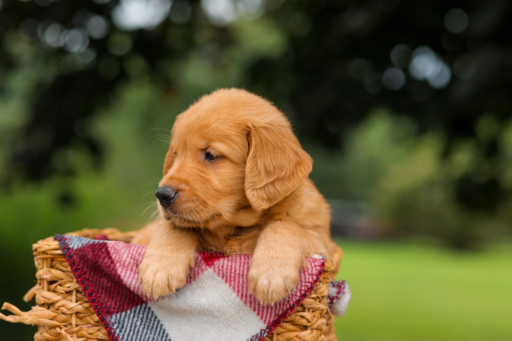 Jake Image of Jake, a Golden Retriever puppy